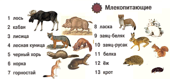 Животные (Млекопитающие)Красной книги Московской области